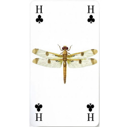 Tarot Reencarnacion -  Original