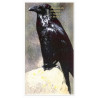 Power Animal Tarot - Original AGM